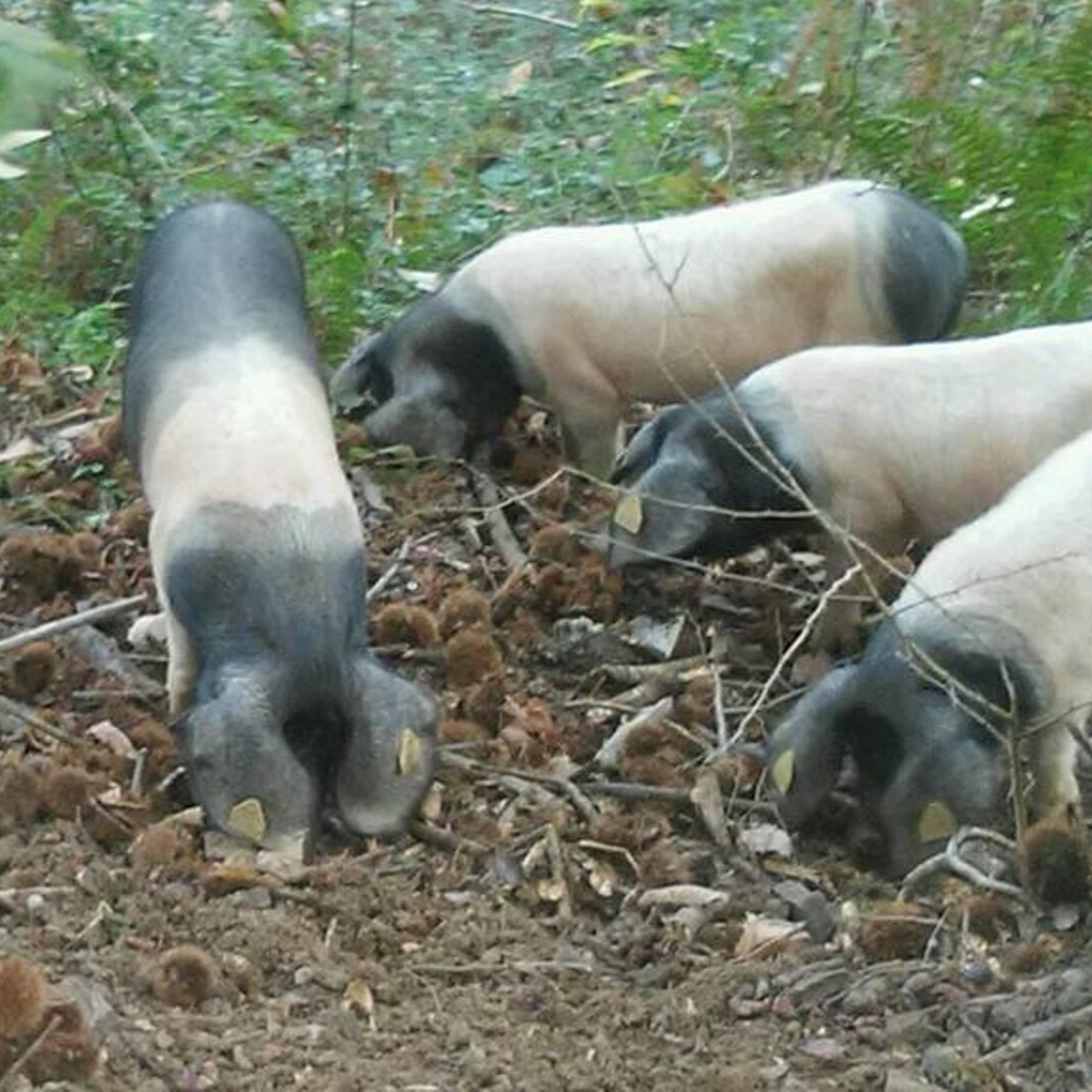 Charcuterie Basque - Baskisch varkensvlees van de boerderij