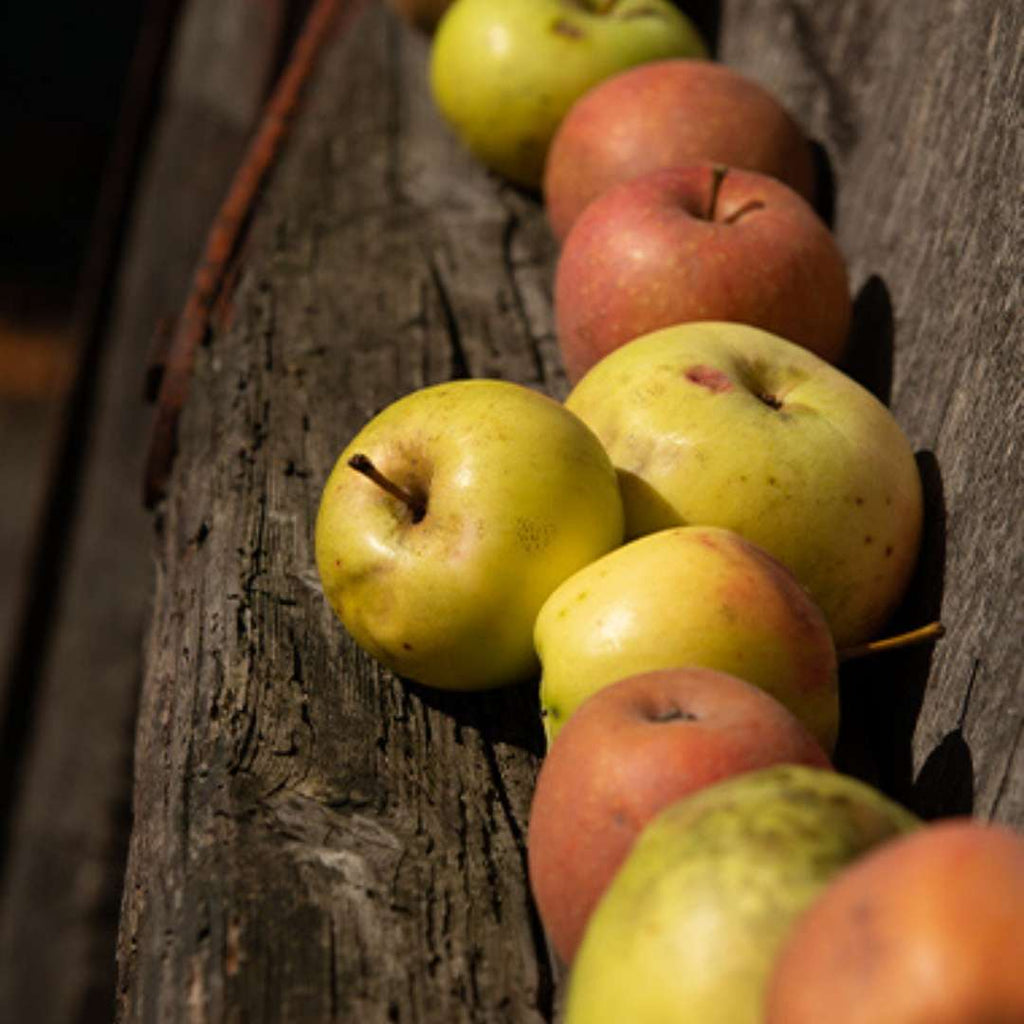 De Baskische appel - Eztigar